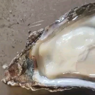 薄壳货1525规格