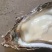 薄壳货1525规格