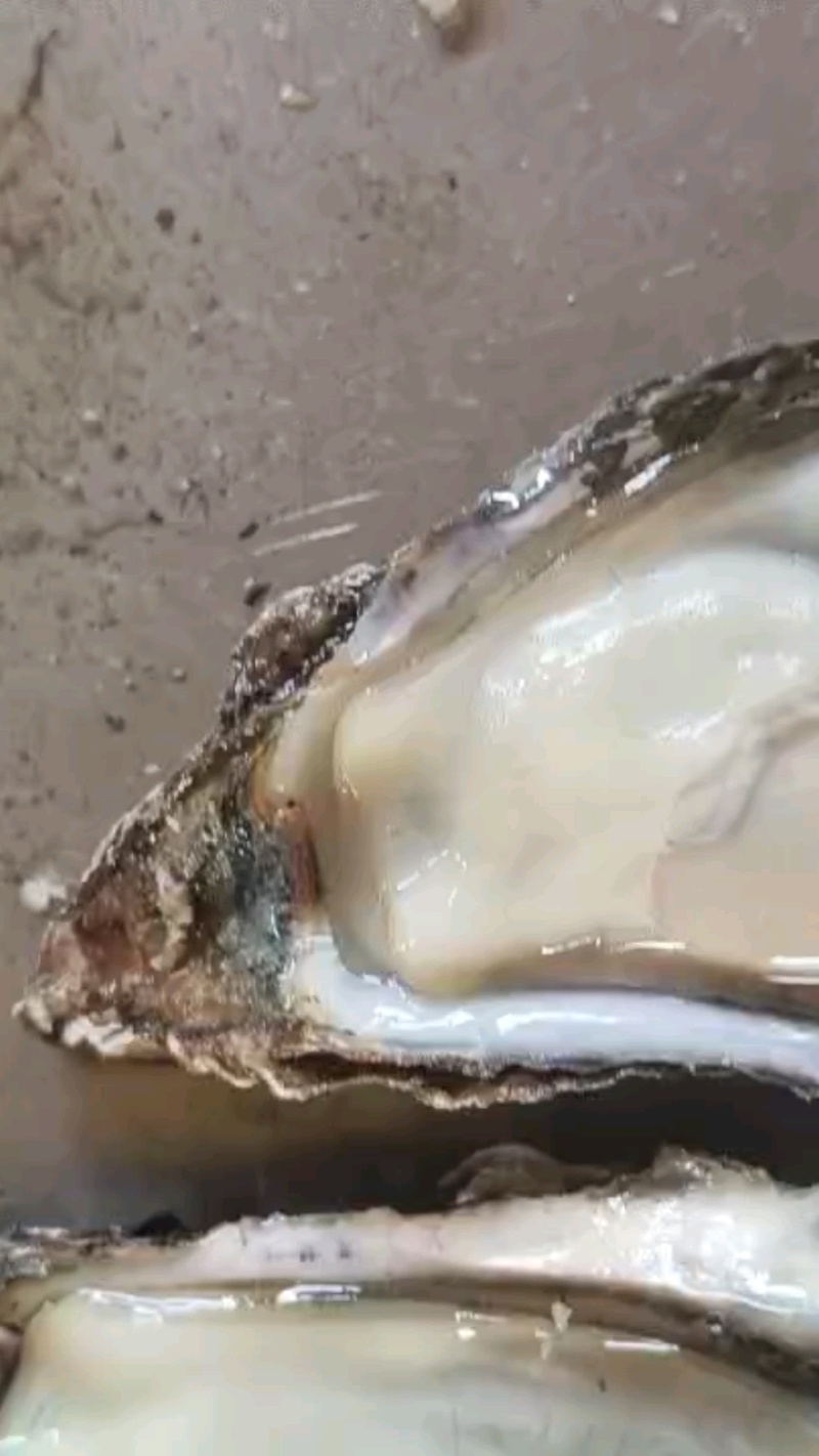 薄壳货1525规格