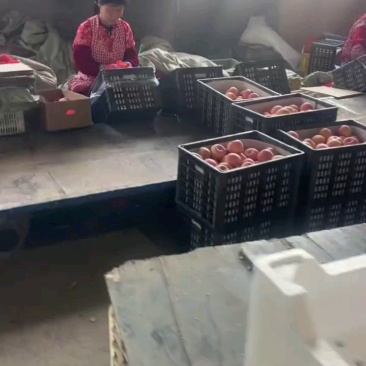 富士苹果出库打包，价格很便宜