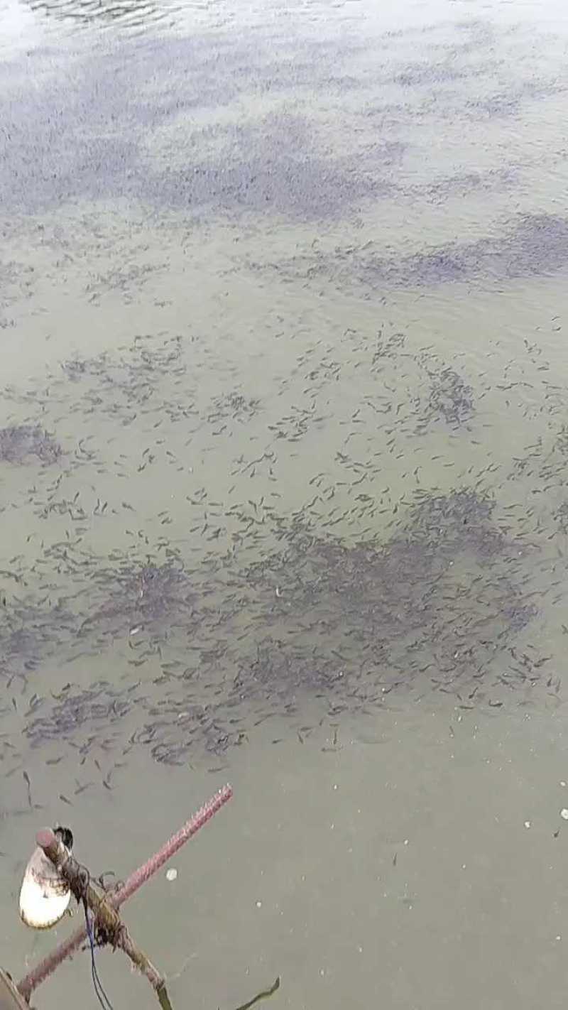 小口鲶鱼苗沟鲶苗直发成活率高免费技术指导欢迎来电