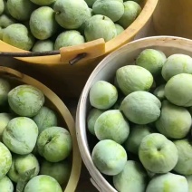【精品】广西李子青奈李青脆李现摘现发基地直供一手货源