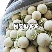 山东莘县鲁厚甜网纹瓜，，可出口，质量保证诚信经营