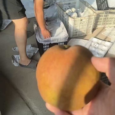/think玉露香梨装车中，口感甜，价格美丽