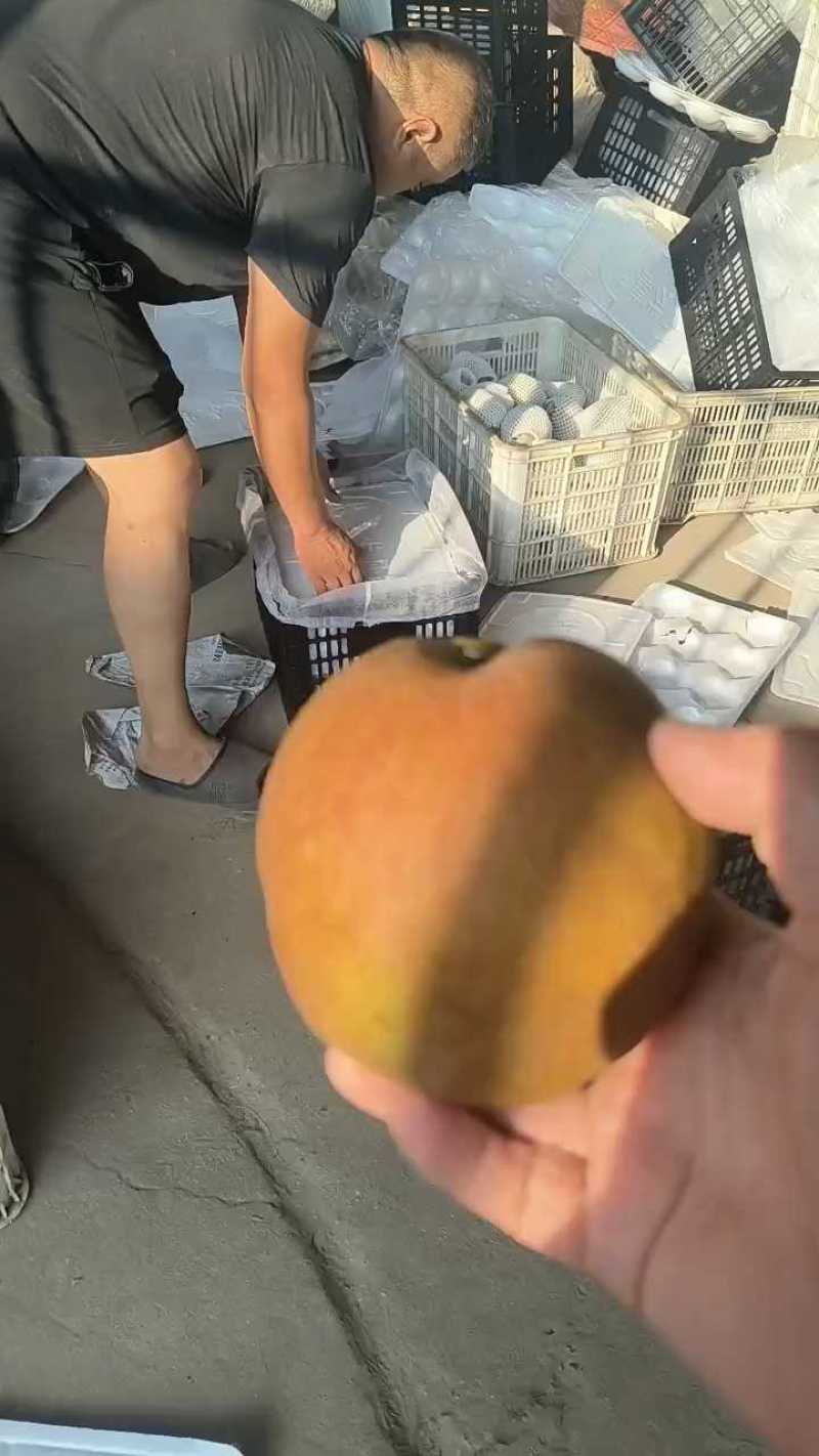 /think玉露香梨装车中，口感甜，价格美丽