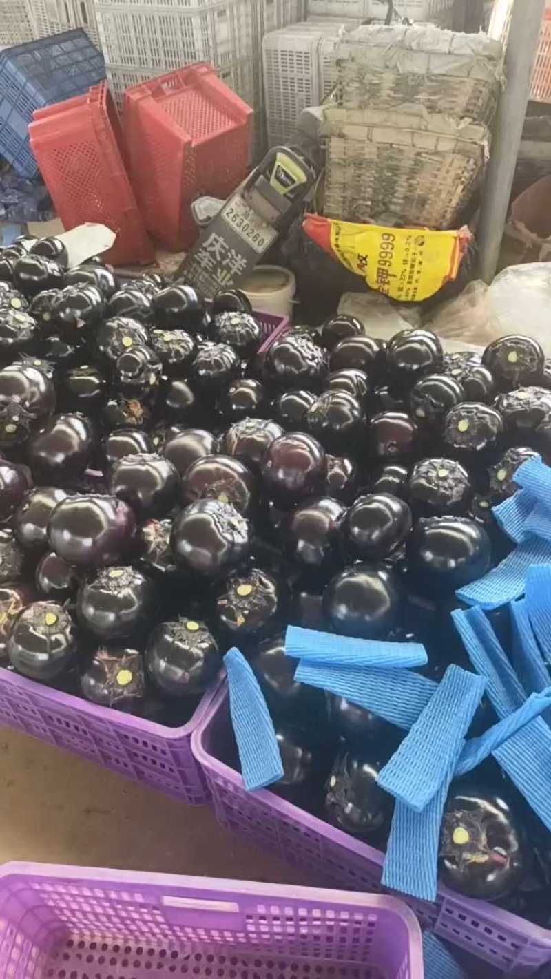 山东潍坊寿光紫光圆茄全年有货产地直销支持各种包装