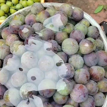 蜜饯李冰脆李纯甜多汁脱骨可视频看货支持线上保障交易