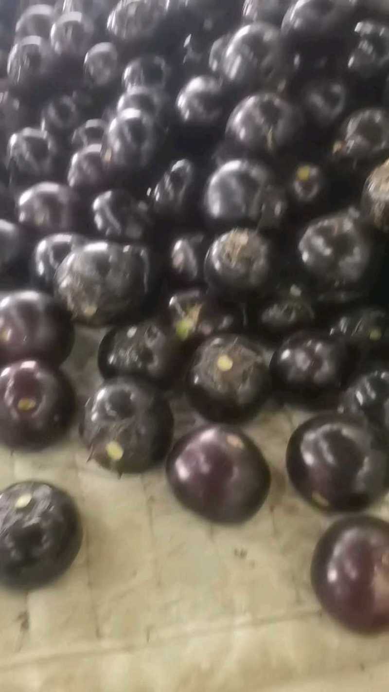 紫光圆茄