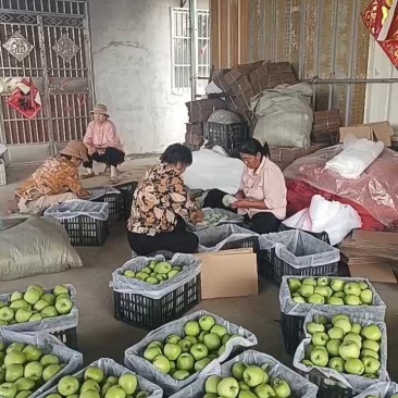 山东【华硕苹果】大量上市,产地批发,果园新鲜采摘,保证质