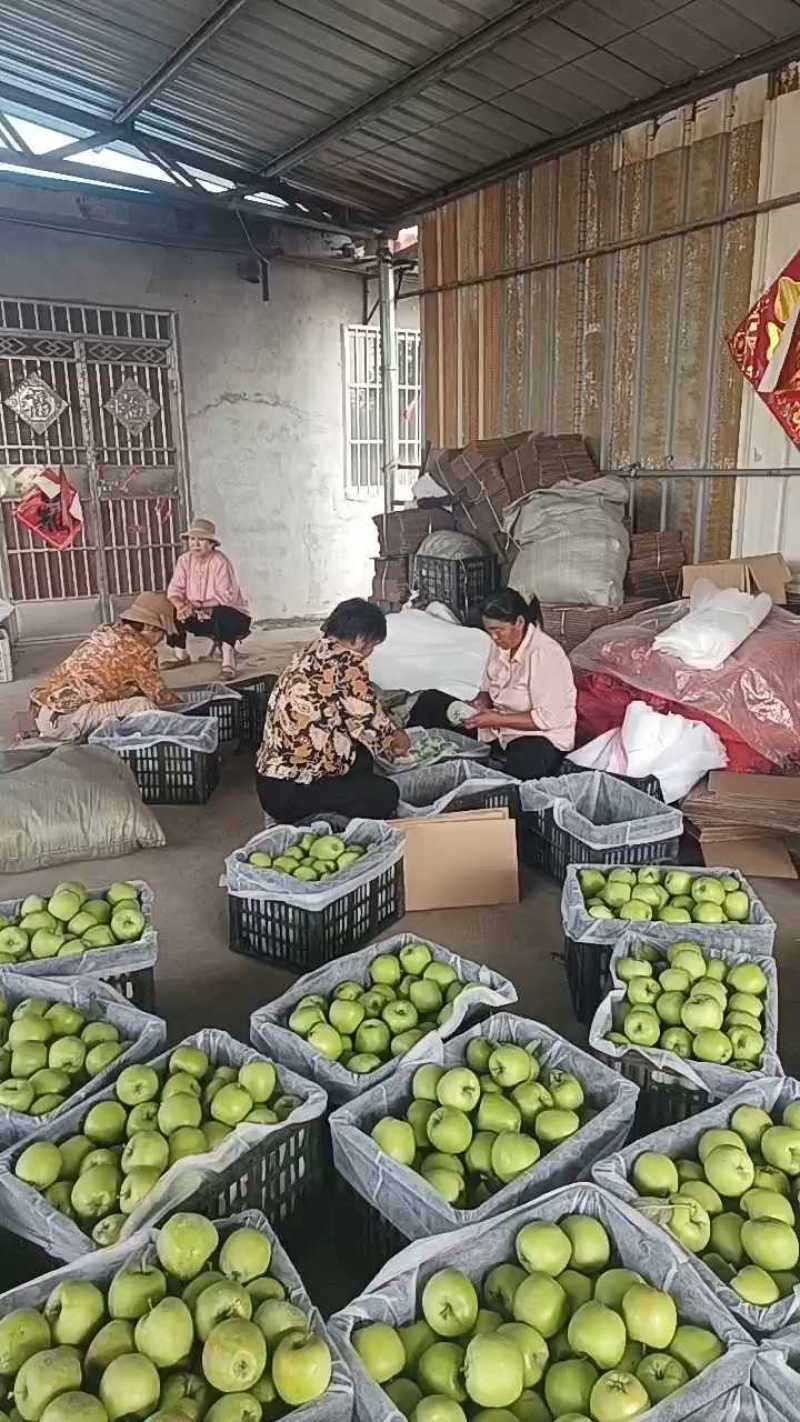 山东【华硕苹果】大量上市，产地批发，果园新鲜采摘，保证质