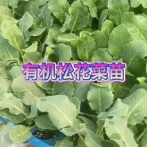 有机花菜苗松花菜苗白面青梗松菜花苗免费技术指导包回收