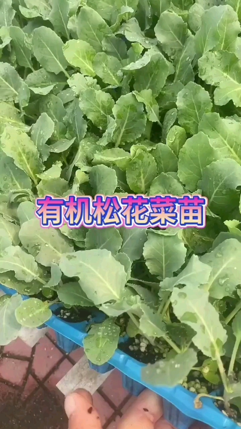有机花菜苗松花菜苗白面青梗松菜花苗免费技术指导包回收