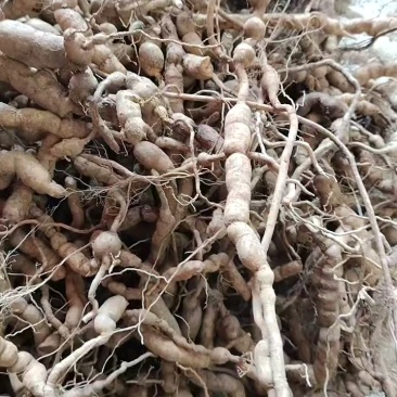 结珠巴戟质量保证，珠多，肉厚，够老，收到货当天可退换
