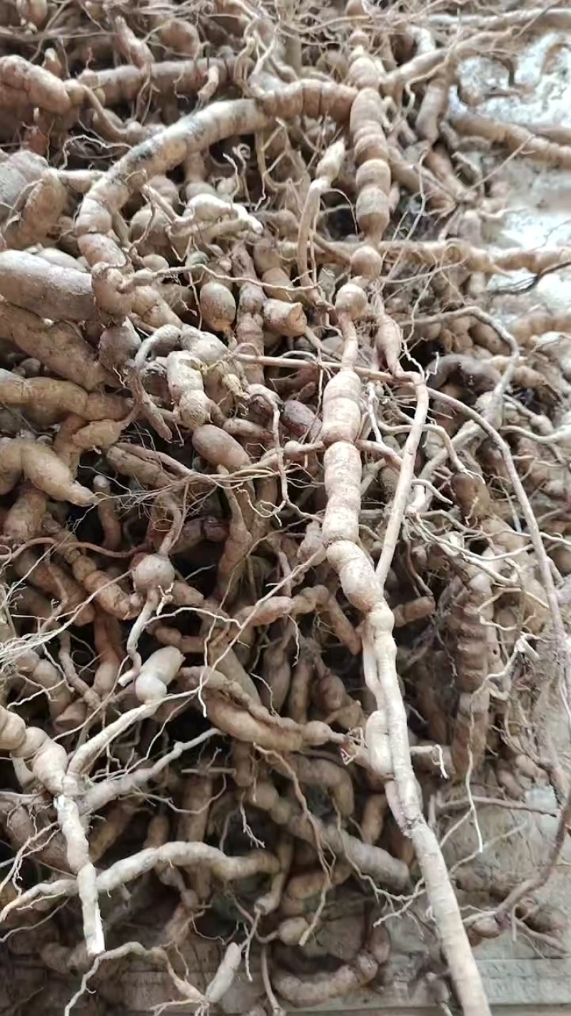 结珠巴戟质量保证，珠多，肉厚，够老，收到货当天可退换