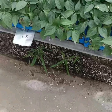 辣椒苗,彩椒苗,螺丝椒苗,薄皮尖椒苗,基地直发