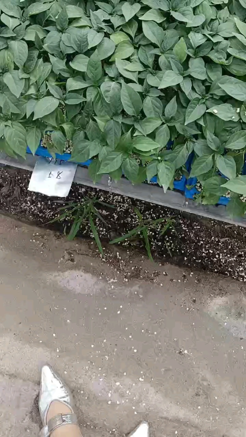 辣椒苗，彩椒苗，螺丝椒苗，薄皮尖椒苗，基地直发