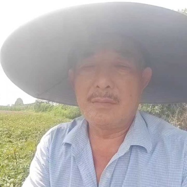 花椒树苗，1一2年苗，品种〈大红袍），根系完好，成活率高
