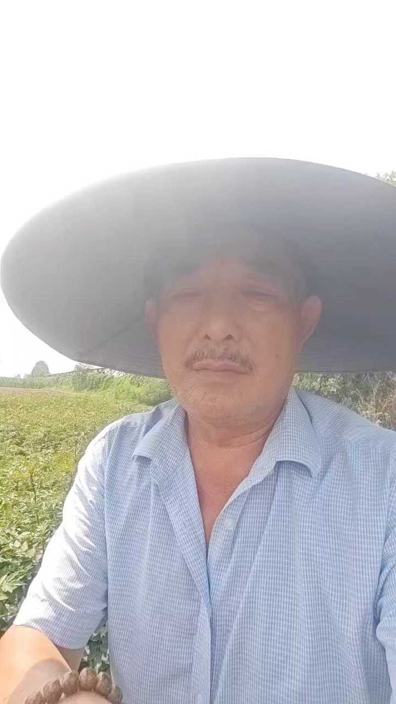 花椒树苗，1一2年苗，品种〈大红袍），根系完好，成活率高