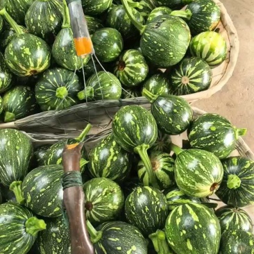 小南瓜嫩南瓜产地看货论价保质保量欢迎订购