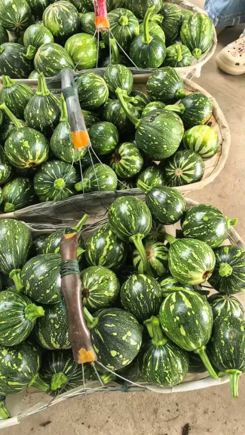 小南瓜嫩南瓜产地看货论价保质保量欢迎订购