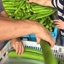 油皮丝，肉丝瓜，本地丝瓜，大量上市，视频看货，量大从优
