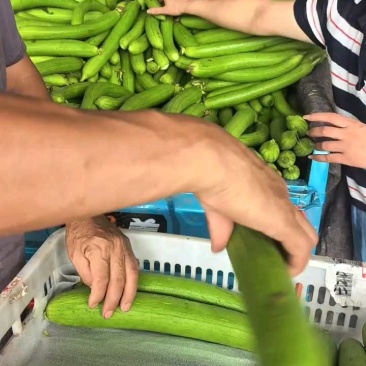 油皮丝，肉丝瓜，本地丝瓜，大量上市，视频看货，量大从优