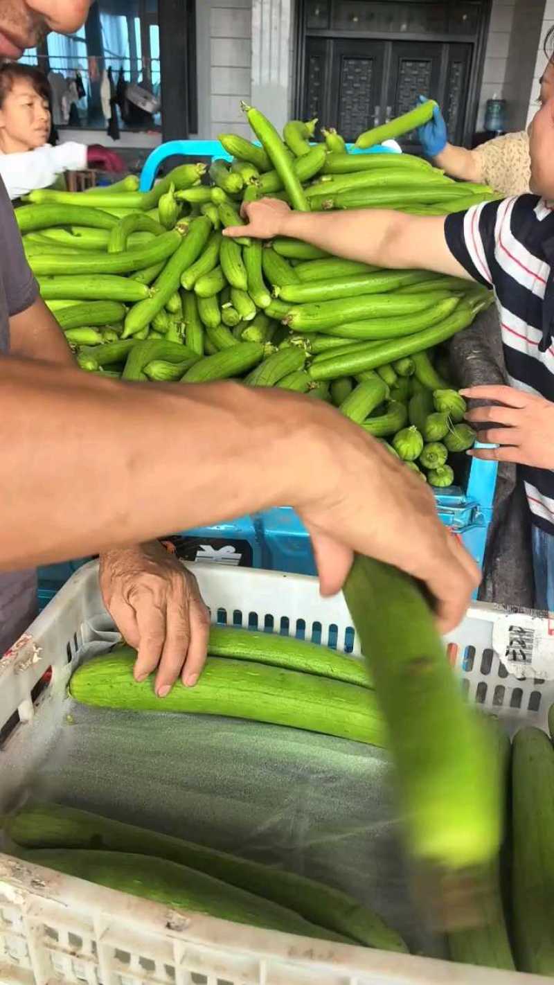 油皮丝，肉丝瓜，本地丝瓜，大量上市，视频看货，量大从优