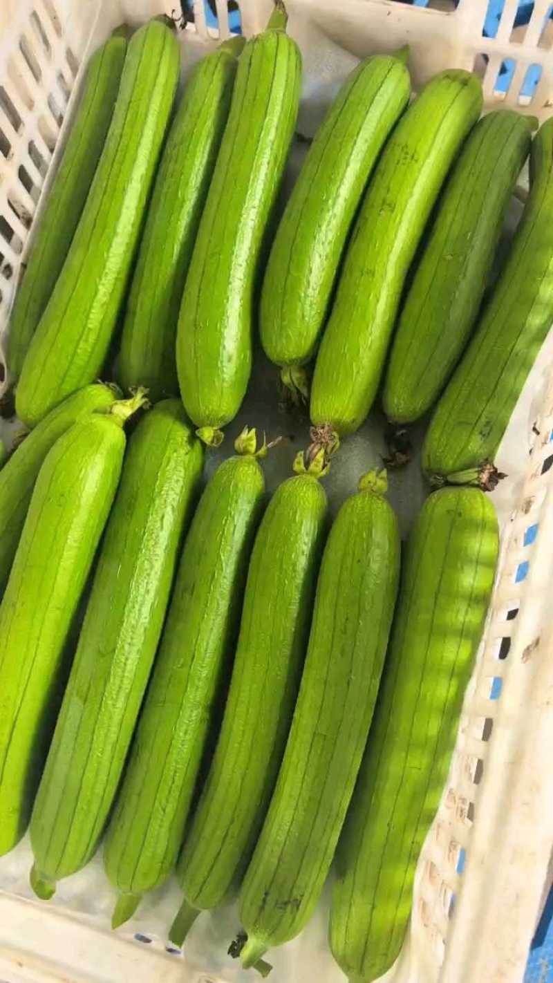 油皮丝瓜产地一手货源支持视频看货保质保量欢迎订购