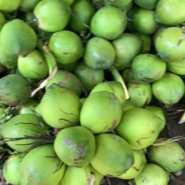海南去皮椰青万宁产地直发中果大果两种规格奶茶摆摊批发