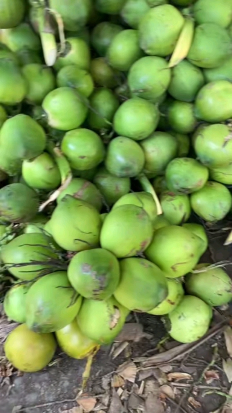 海南去皮椰青万宁产地直发中果大果两种规格奶茶摆摊批发