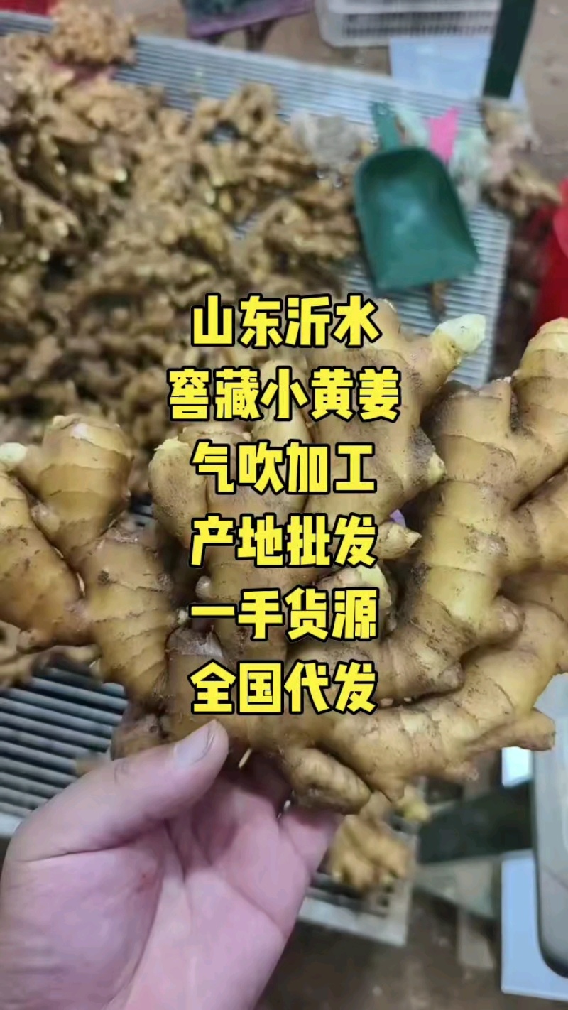 {推荐}小黄姜市场货电商货姜巴生姜一件代发