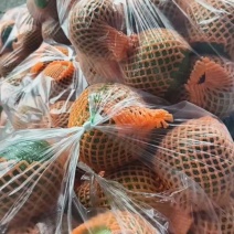 小南瓜，南瓜，产地一手货源，品质杠杠的，量大从优，