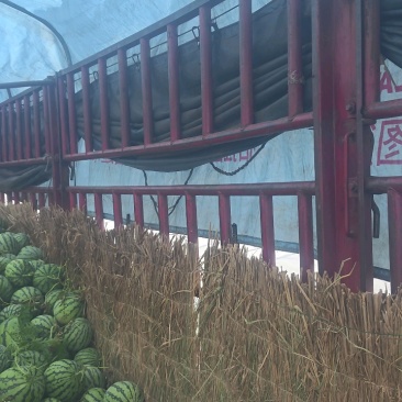 东台精品美都麒麟瓢瓜源头产地直供全国发货