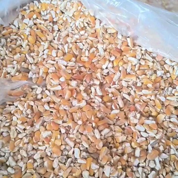 玉米饲料
