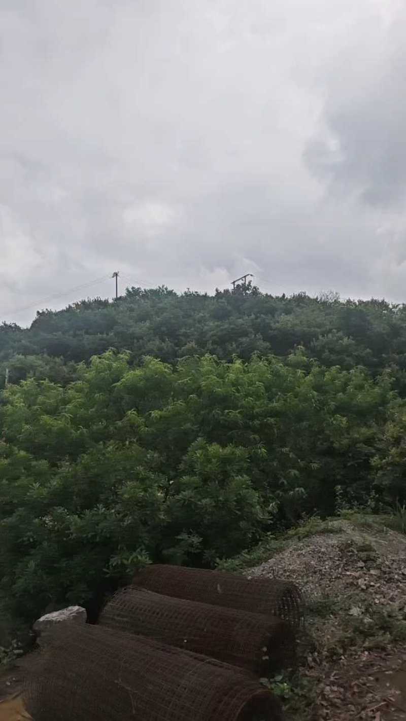 贵州杨梅