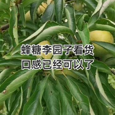 《蜂糖李》产地一手货源对接全国客商价格优势