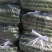 密刺黄瓜一手货源支持视频看货保质保量欢迎订购