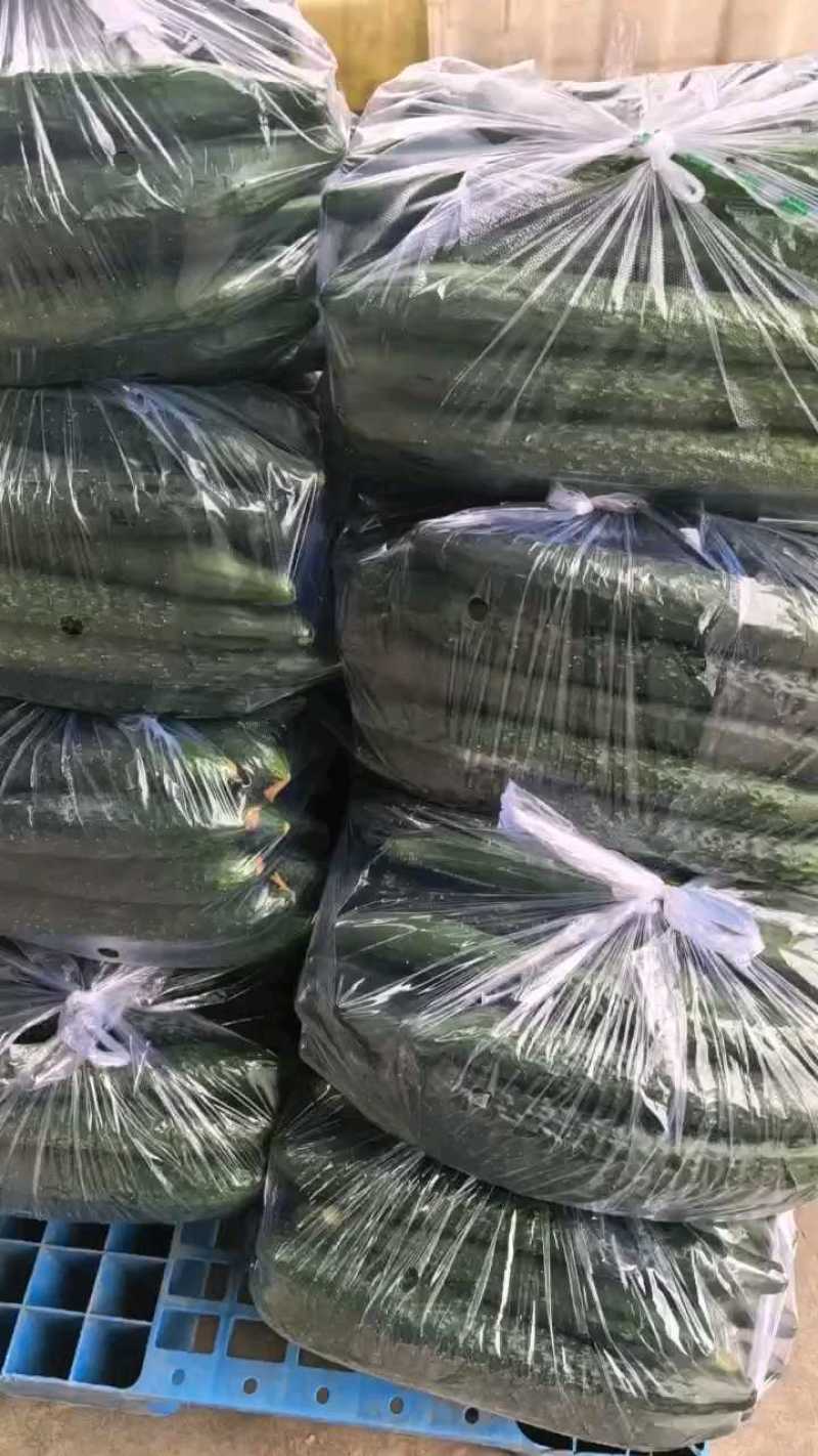 密刺黄瓜一手货源支持视频看货保质保量欢迎订购