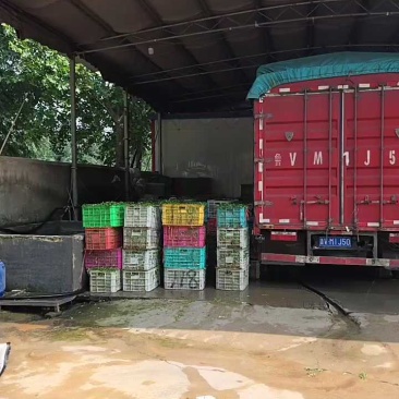 山东铁杆青香菜大量上市中，产地一手货源，视频看货对接全国