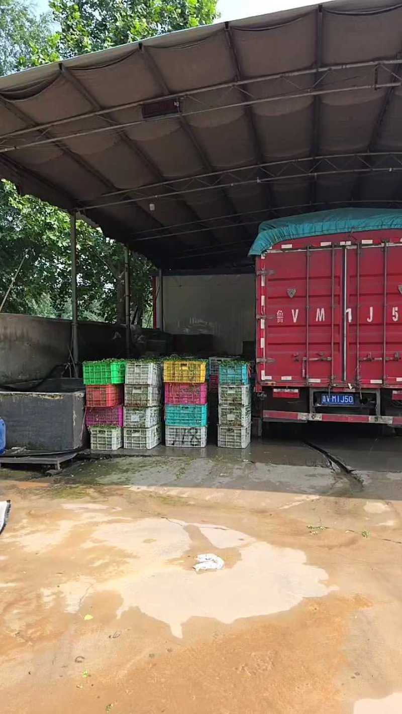 山东铁杆青香菜大量上市中，产地一手货源，视频看货对接全国