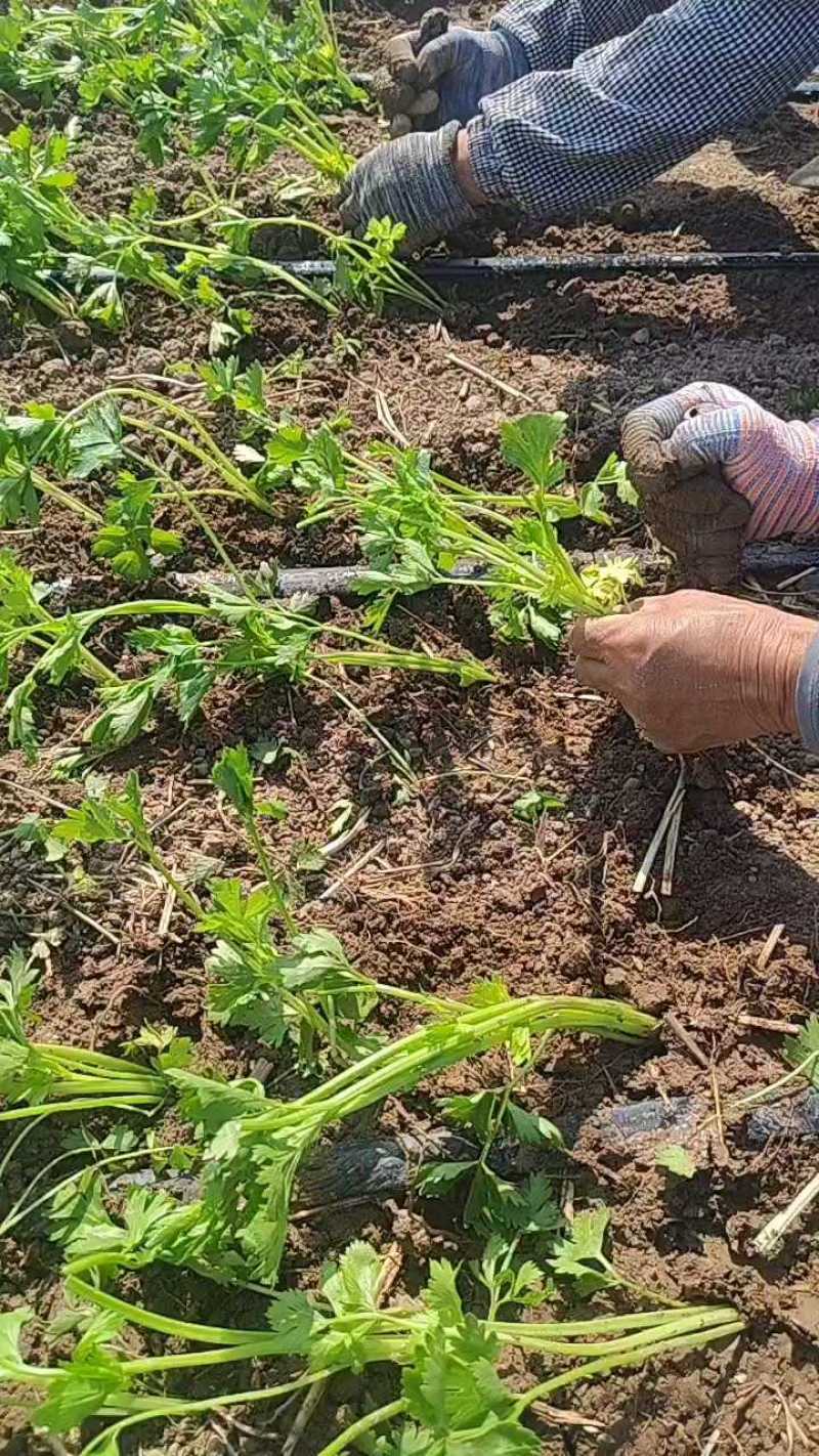 精品芹菜苗产地直发成活率高支持视频看货欢迎来电洽谈