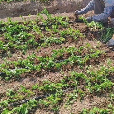 精品芹菜苗产地直发成活率高支持视频看货欢迎来电洽谈