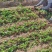 精品芹菜苗产地直发成活率高支持视频看货欢迎来电洽谈