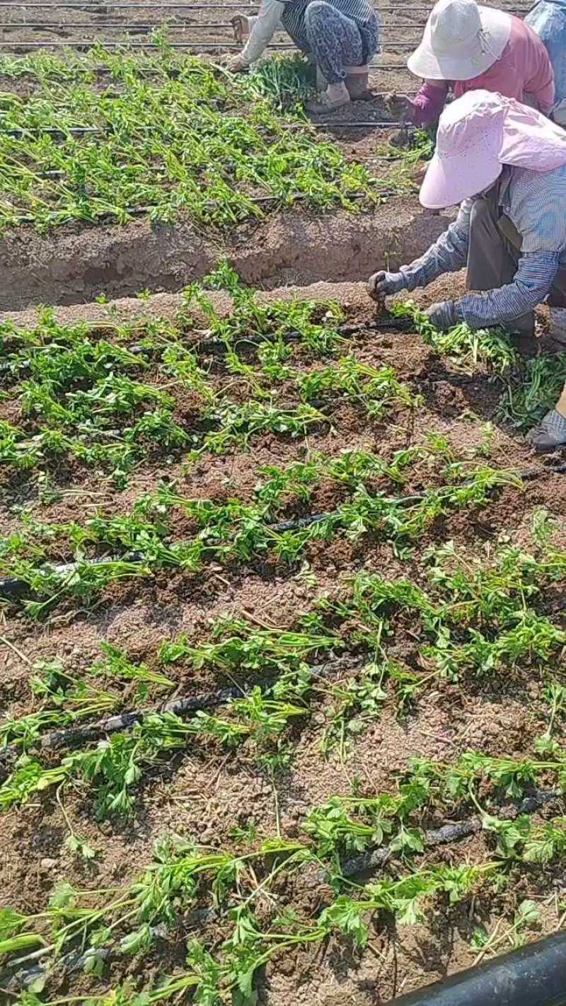 精品芹菜苗产地直发成活率高支持视频看货欢迎来电洽谈