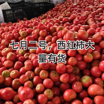 大红西红柿，产地看货论价，一首货源，欢迎各位老板订购。