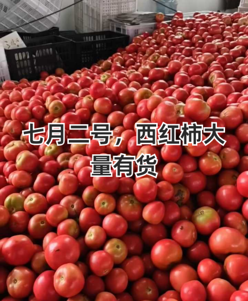 大红西红柿，产地看货论价，一首货源，欢迎各位老板订购。