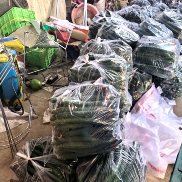 中牟县黄瓜大量上市中，一手货源，全国代发诚信经营
