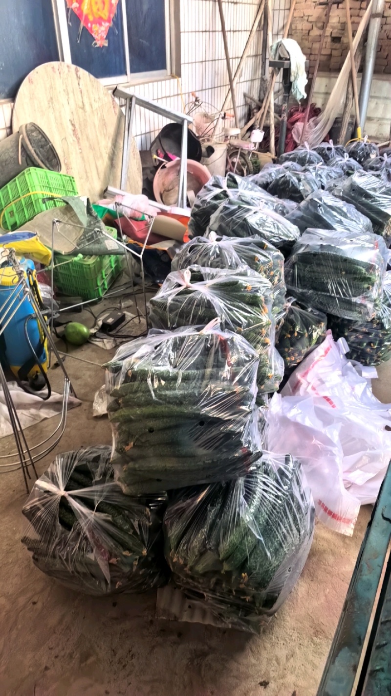 中牟县黄瓜大量上市中，一手货源，全国代发诚信经营