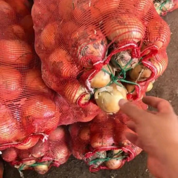收市场货不收脱水货，孬货不能要