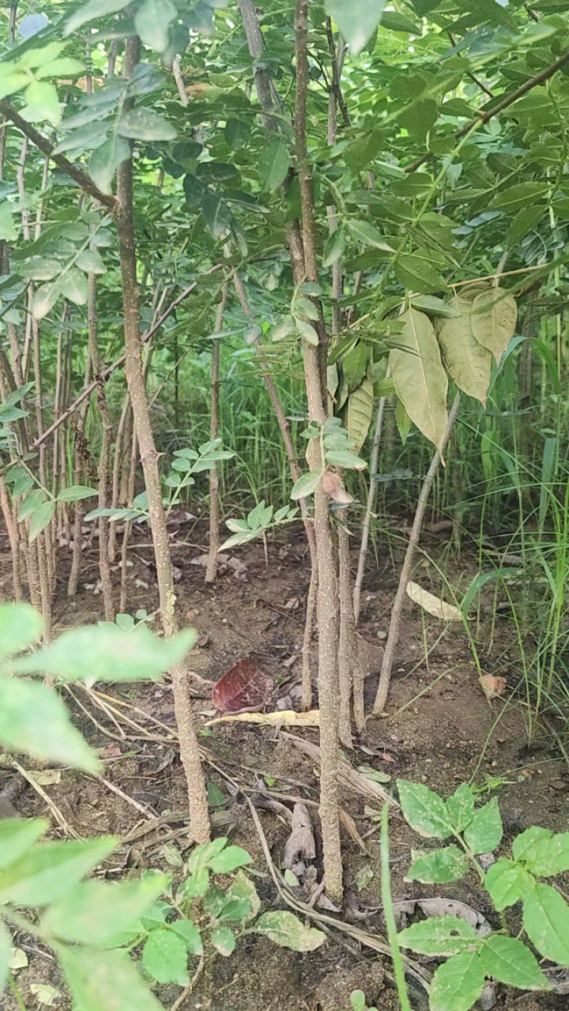 花椒苗1~2年大红袍花椒苗现挖现卖价格便提供技